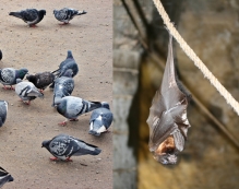 Controle de pombos e morcegos
